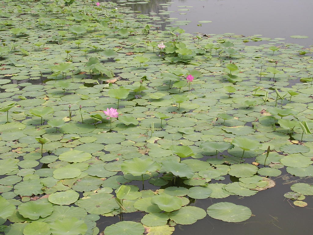 Nymphaea